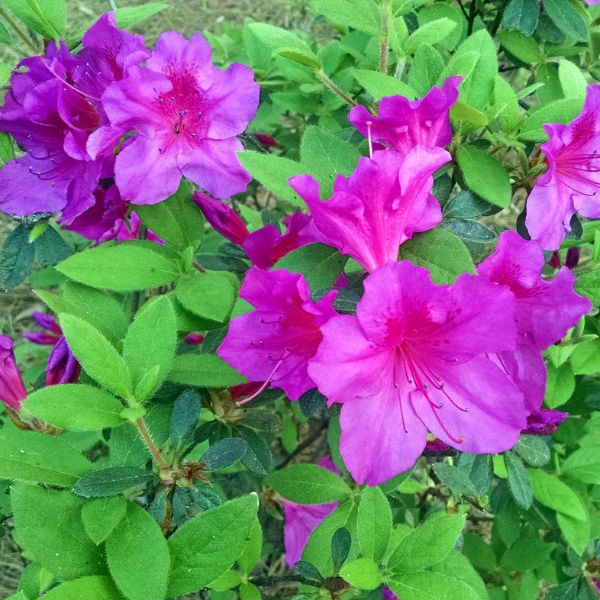 Autumn Royalty Encore Azalea image