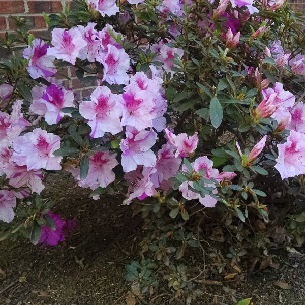 Autumn Twist Encore Azalea image