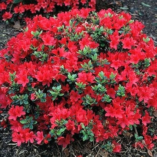 Hino Crimson Azalea Plant With Pink Blooms image