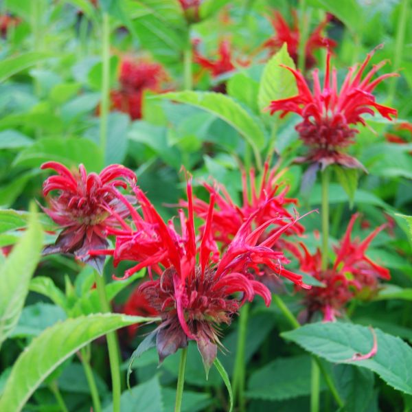 Jacob Cline Bee Balm image