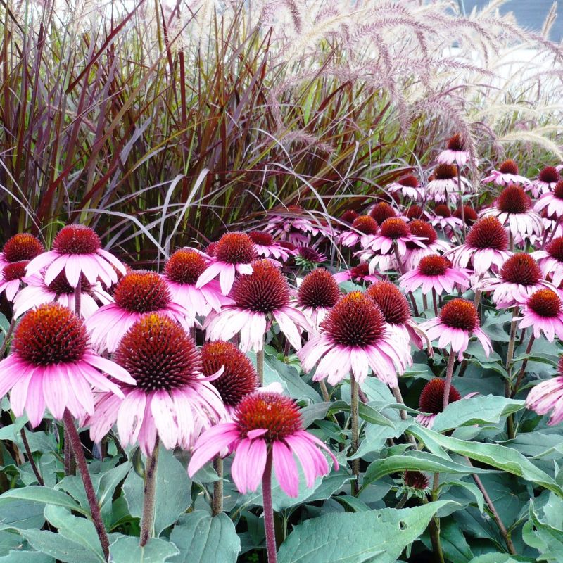 Ruby Star Coneflower image