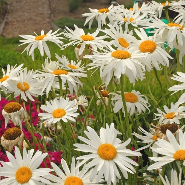 Alaska Shasta Daisy image
