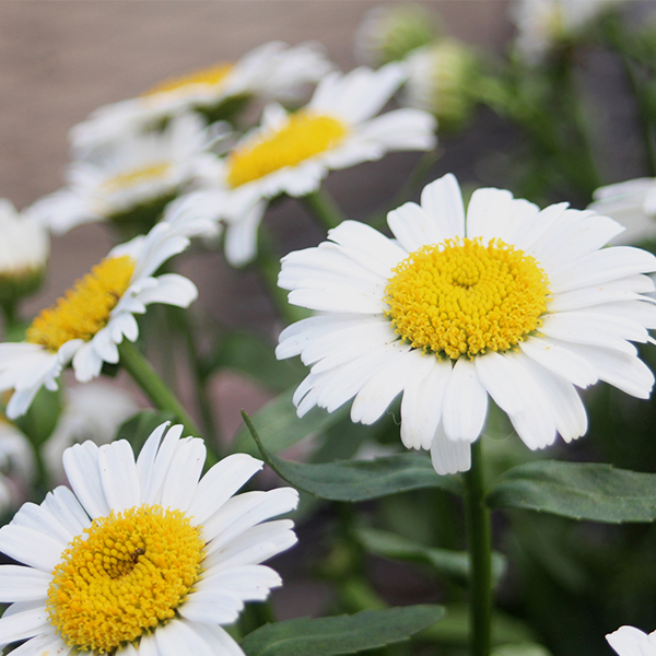 Amazing Daisies® Banana Cream II Shasta Daisy