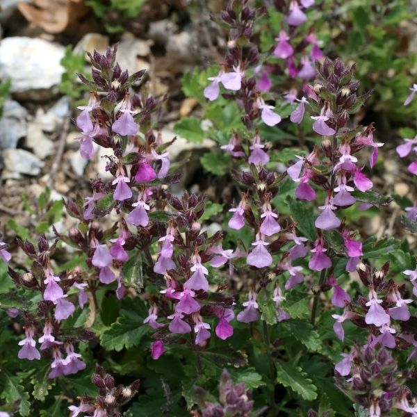 Germander image