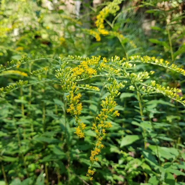 Fireworks Goldenrod image