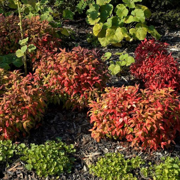 Nandina 'Fire Power' - Plant With Purpose image