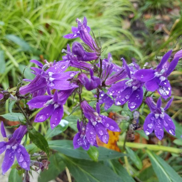 Great Blue Lobelia image