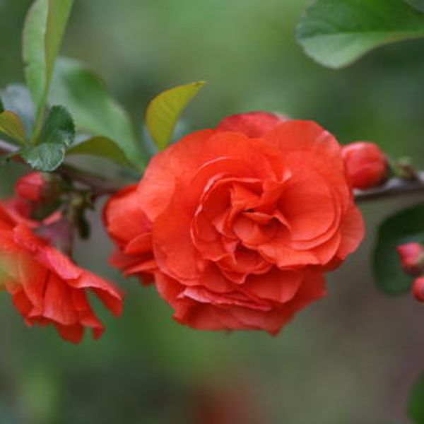 Double Take Orange Quince image