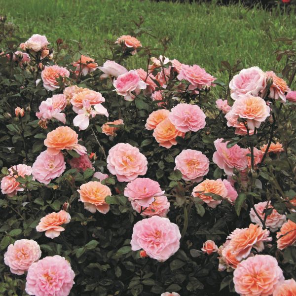 Apricot Drift Rose image