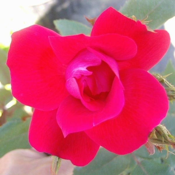 Blaze Improved Climbing Rose image