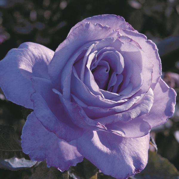Blue Girl Hybrid Tea Rose image