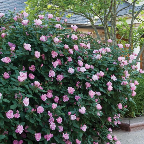 Blushing Knock Out Rose image