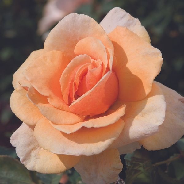 Brandy Hybrid Tea Rose image