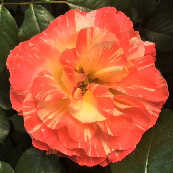 Chihuly Rose image