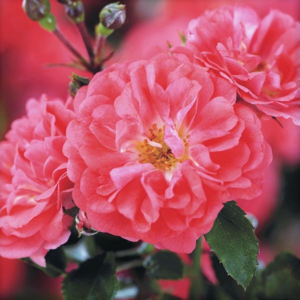 Coral Drift Groundcover Rose image