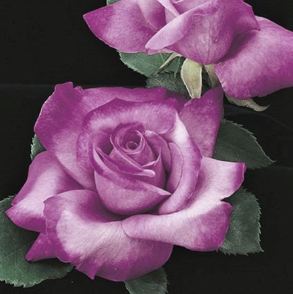 Fragrant Plum Rose image