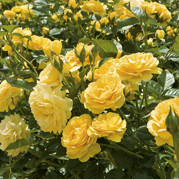 Julia Child Rose image