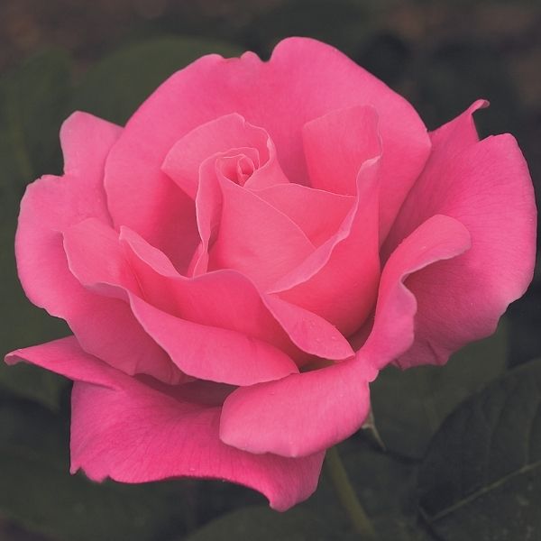 Perfume Delight Rose image