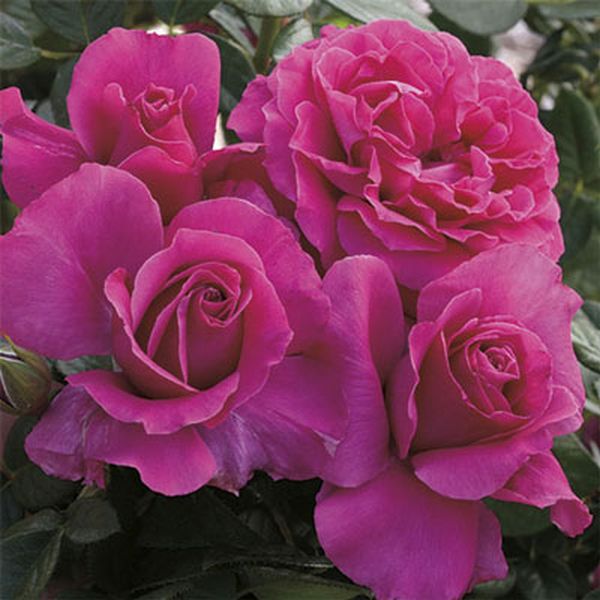 Pretty Lady Rose image