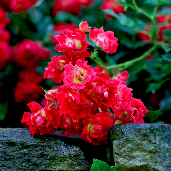 Red Drift Groundcover Rose image