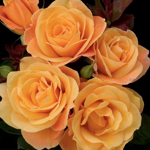 Strike It Rich Rose image