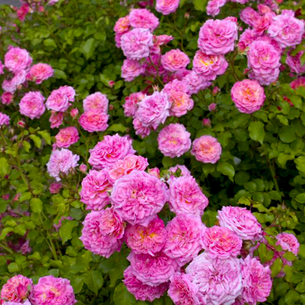 Sweet Drift Rose image