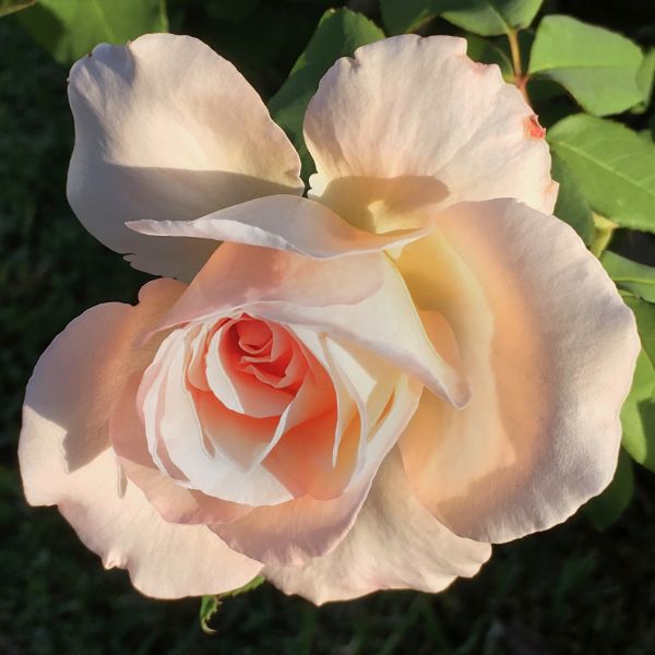Tiffany Rose image
