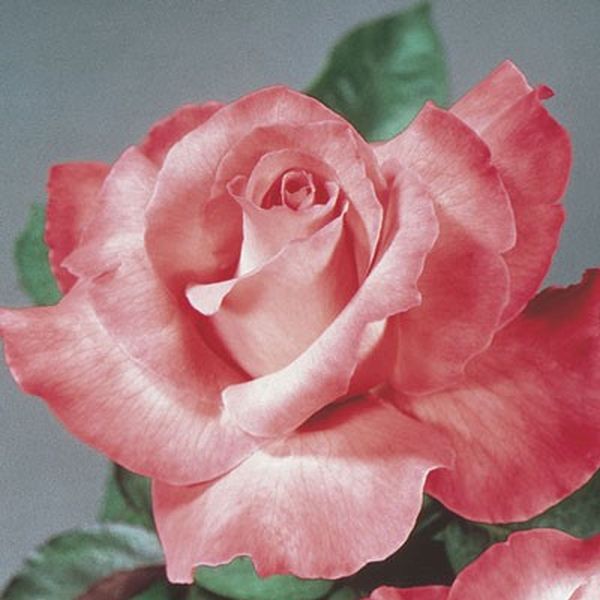 Touch of Class Rose image