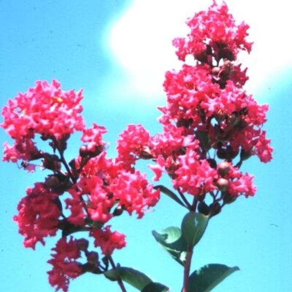 Tonto Crape Myrtle image