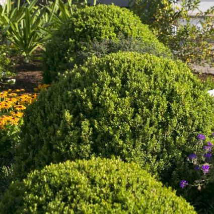 Baby Gem Boxwood image