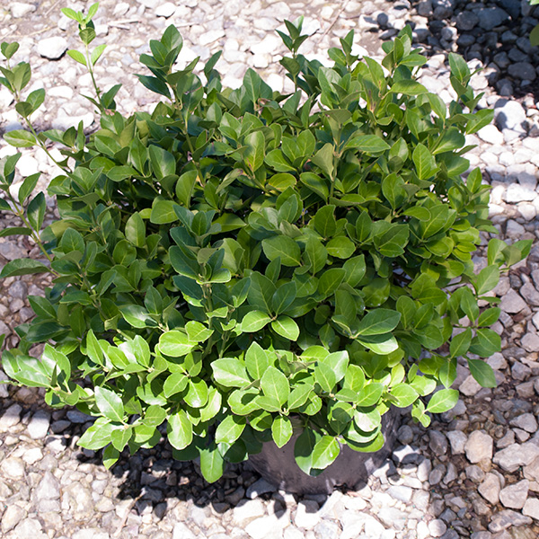 Manhattan Euonymus image