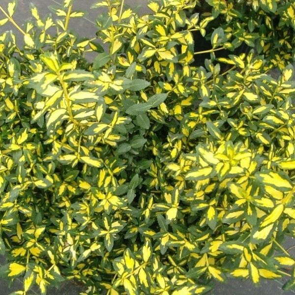 Moonshadow Euonymus image
