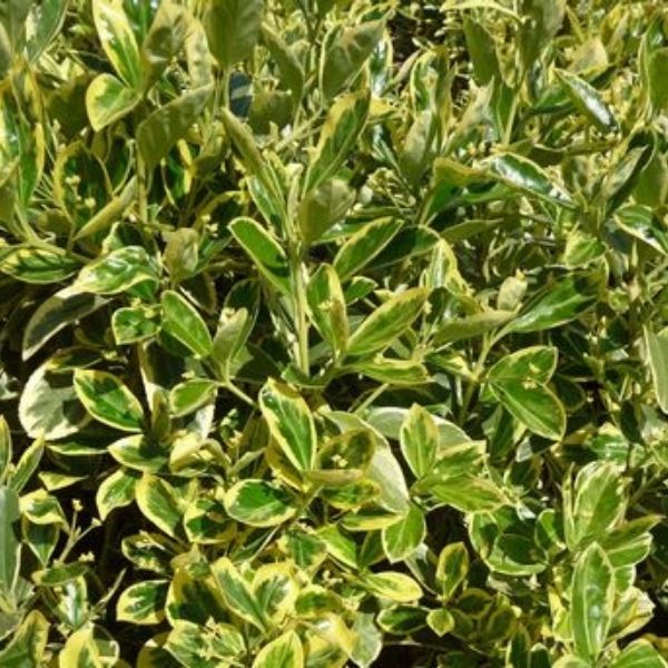 Silver King Euonymus image