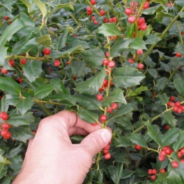 China Girl Holly image