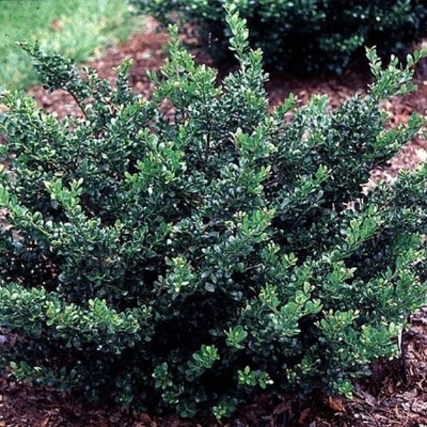 Compact Japanese Holly image