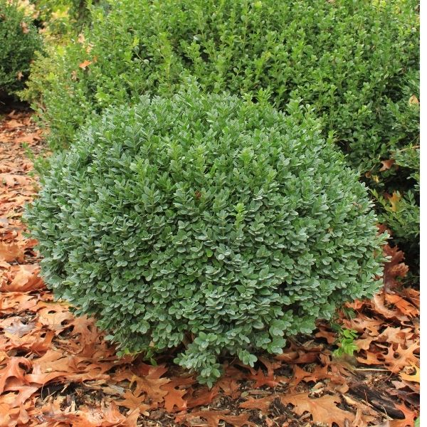 Dwarf Yaupon Holly image