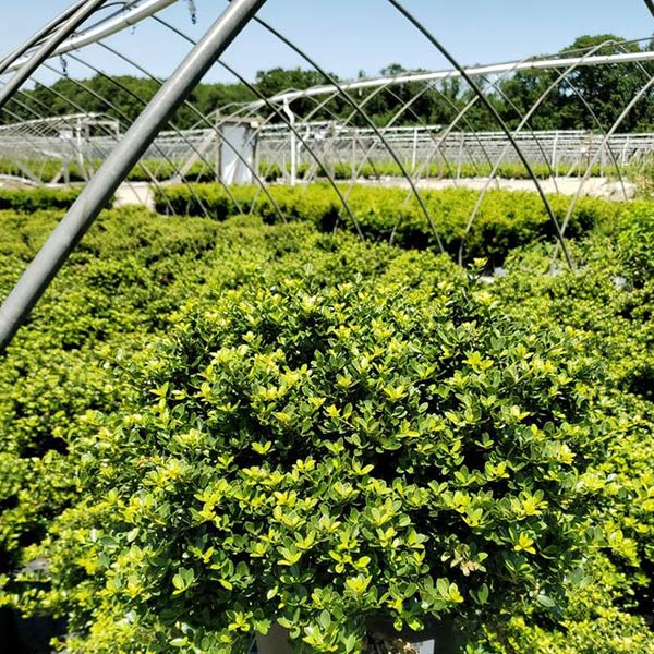 Heller's Japanese Holly image
