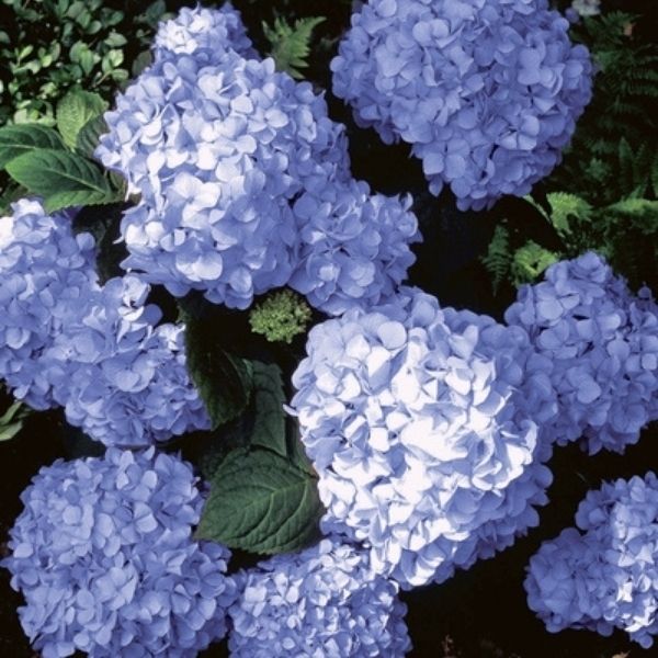 Big Daddy Hydrangea image