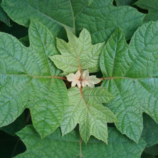 Pee Wee Dwarf Oakleaf Hydrangea image