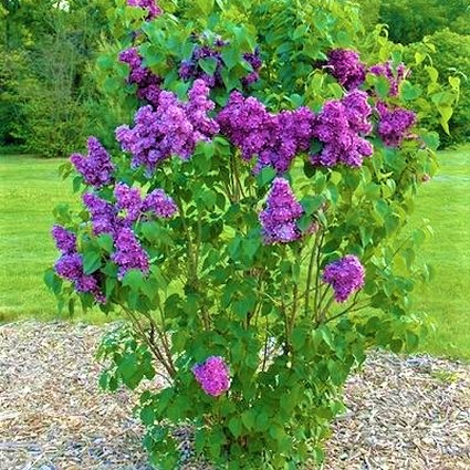 Yankee Doodle Lilac image