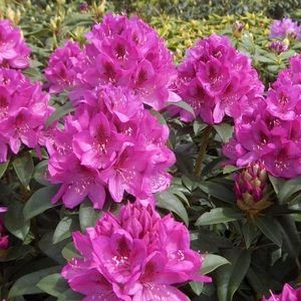 Rhododendron Anah Kruschke image