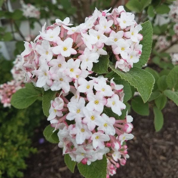 Korean Spice Viburnum image