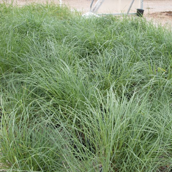 Dwarf Maiden Grass image