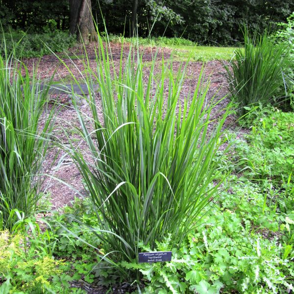 Northwind Switch Grass image