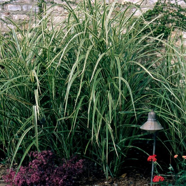 Variegated Japanese Silver Grass image