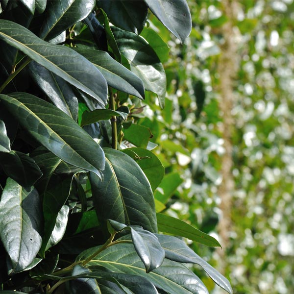 Bay Laurel image