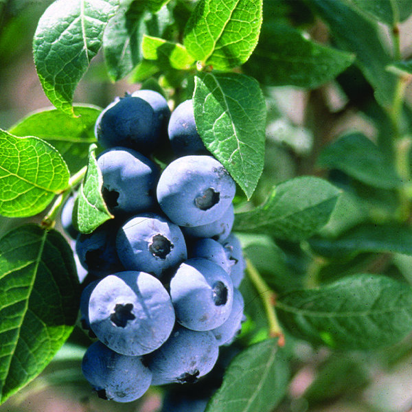 Chandler Blueberry image