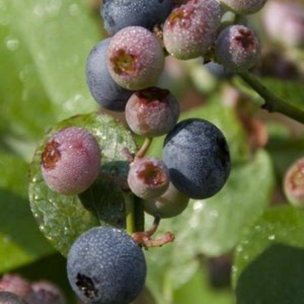 Chippewa Blueberry image