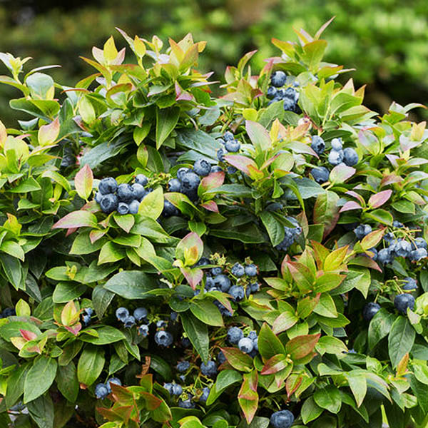 Jelly Bean Blueberry image