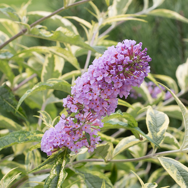 Summer Skies Butterfly Bush image